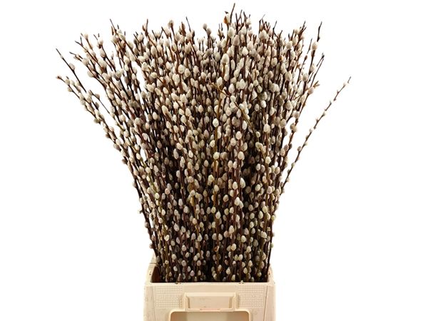 Salix 50cm