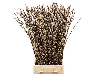 Salix 50cm