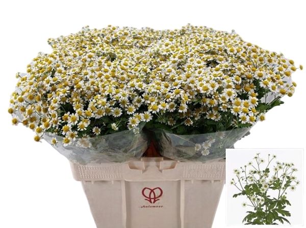 Chamomile Daisy 60cm