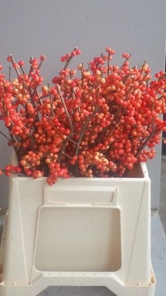 Ilex Oudijks Orange 40cm
