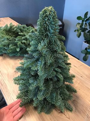 Christmas Pre Orders - Holland