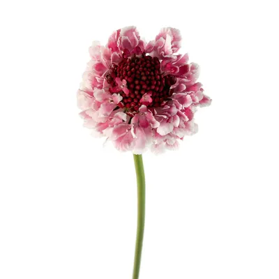 Scabiosa 50cm- Rasberry Ripple