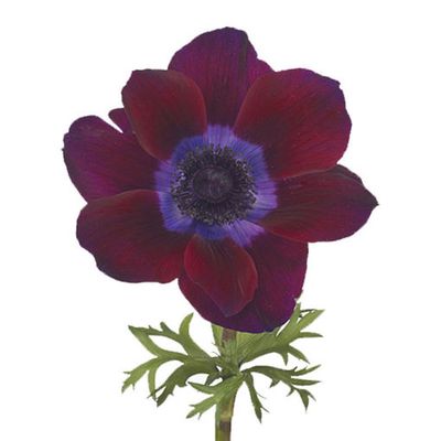Anemone 40cm - Mistral Burgundy