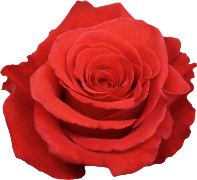 Rose - Orange Bowl 50cm