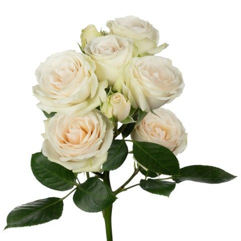 Spray Rose - Cream Irischka 50cm