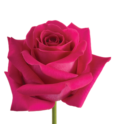 Rose - Pink Floyd 50cm