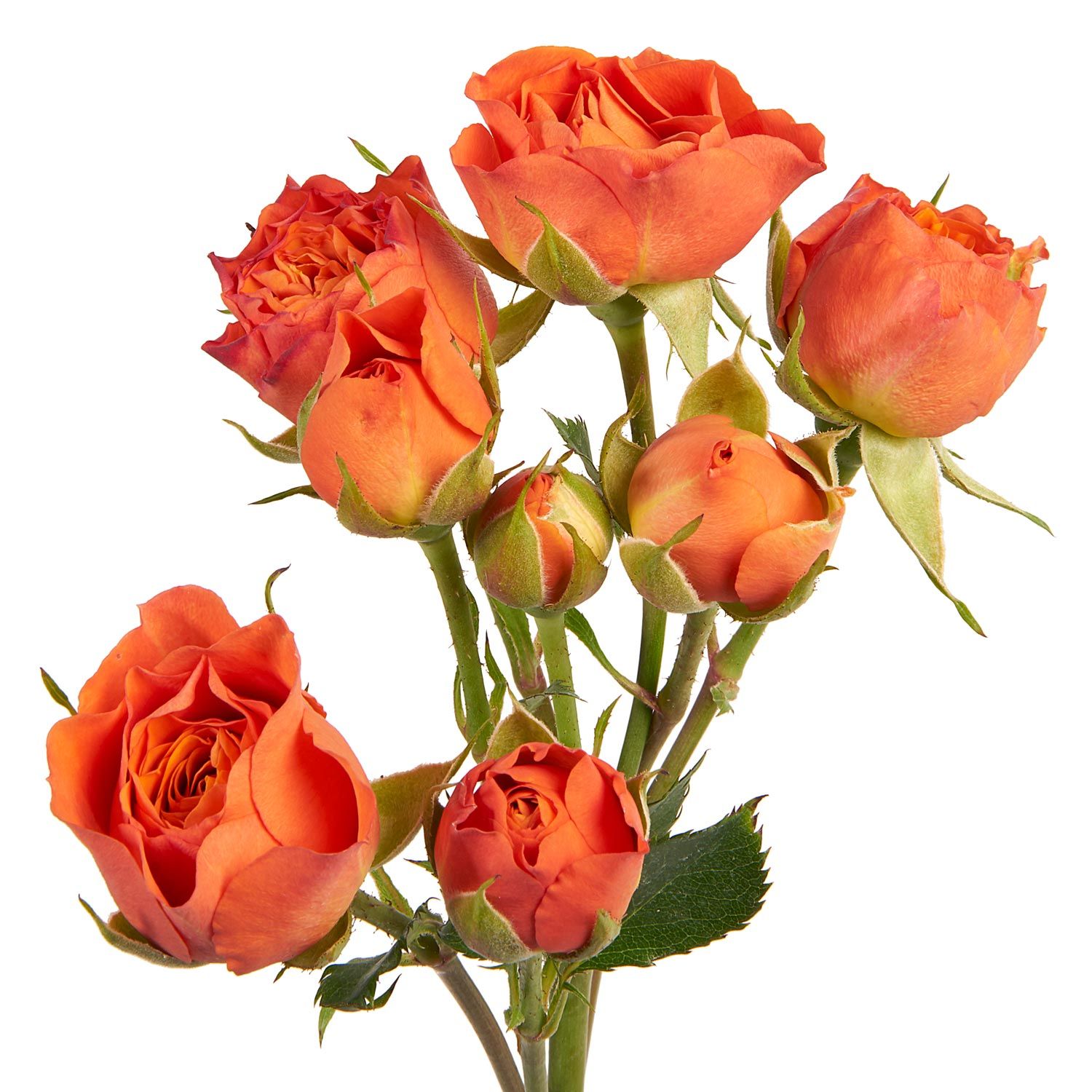 Spray Rose - Orange Babe 50cm