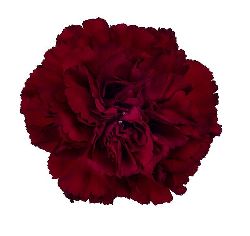 Large Carnation 60cm - Grace (Burgundy)