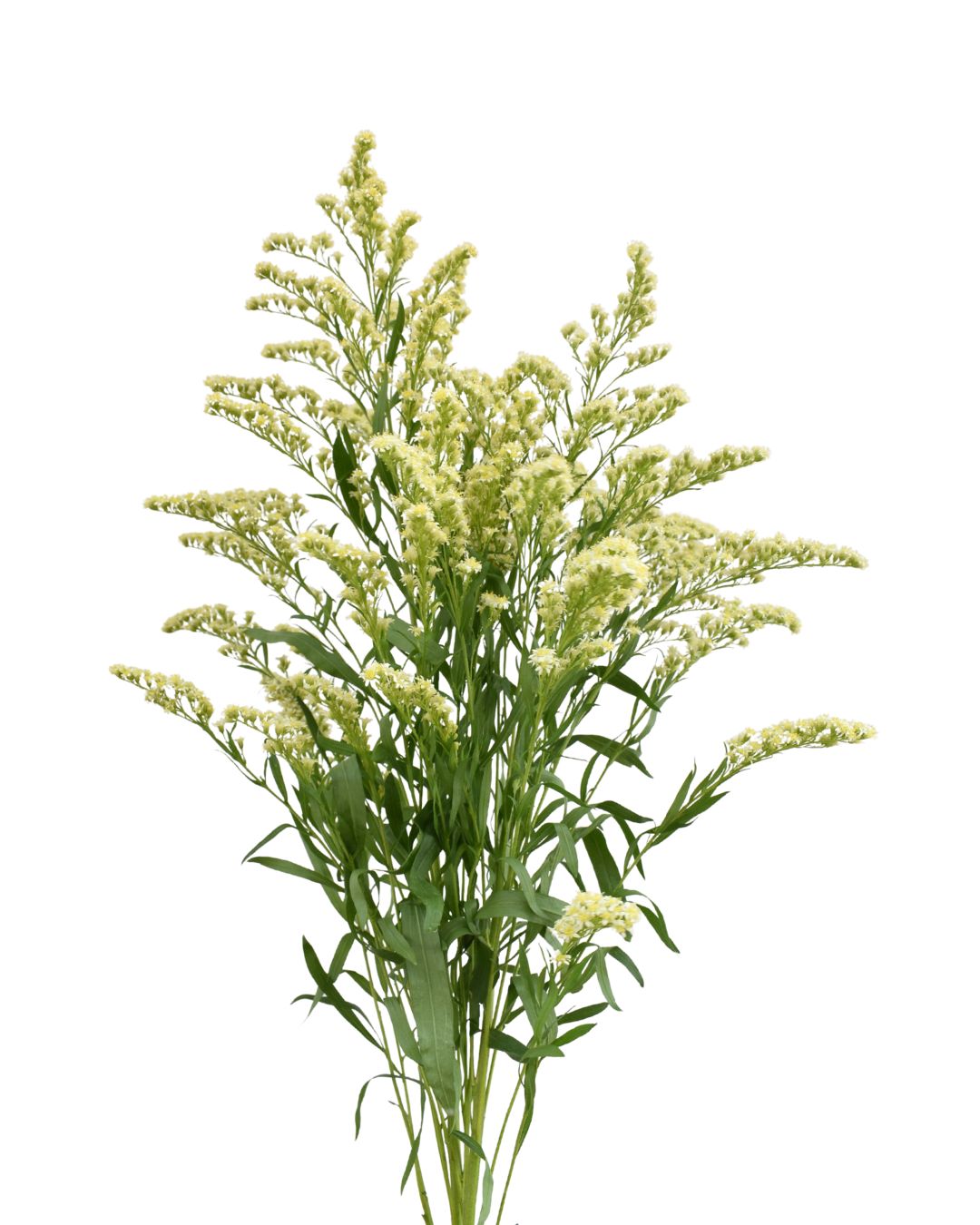 Solidago Moonlight Glory 50cm