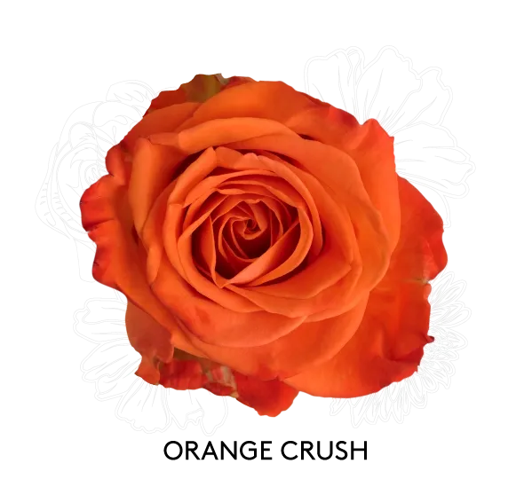 Rose - Orange Crush 50cm