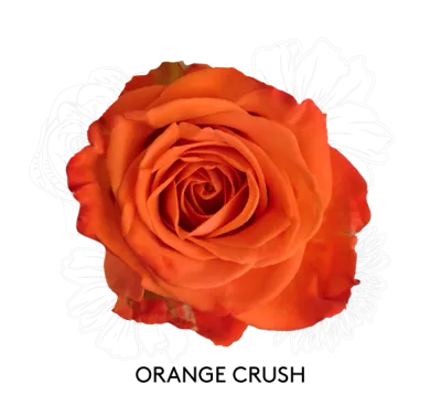 Rose - Orange Crush 50cm