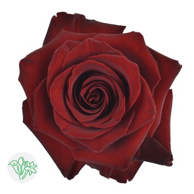 Rose - Explorer 60cm