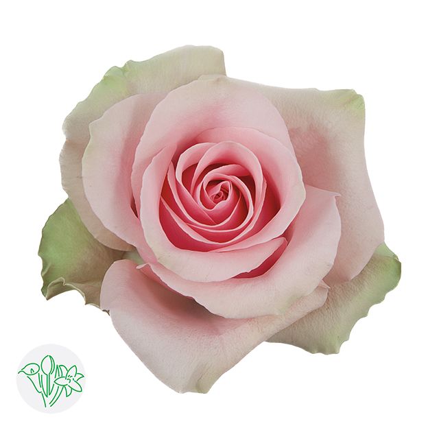 Rose - Absolut in Pink 50cm