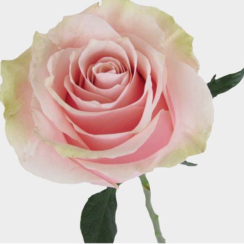 Rose - Pink Mondial 50cm