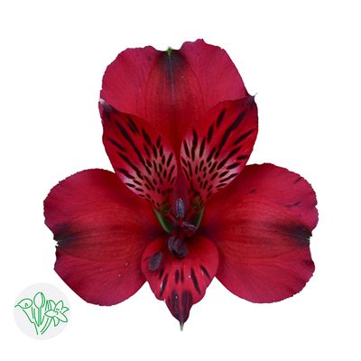 Alstroemeria 70cm- Red