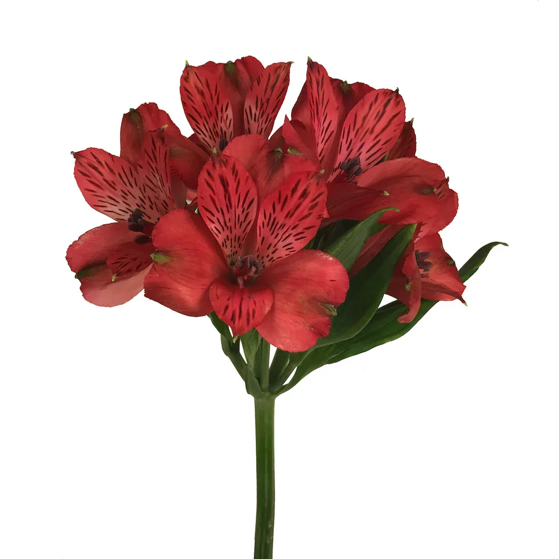 Alstroemeria 70cm- Light Red