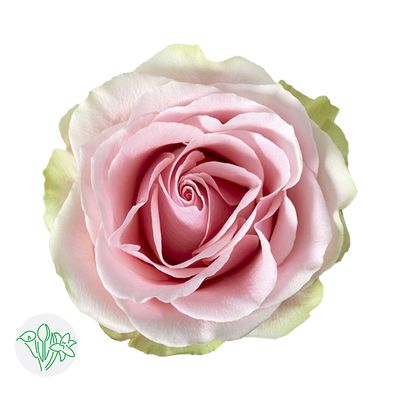 Rose - Frutetto 50cm