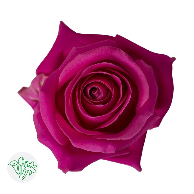 Rose - Full Monty 50cm