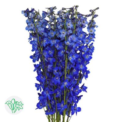 Delphinium 80cm Sea Waltz Blue