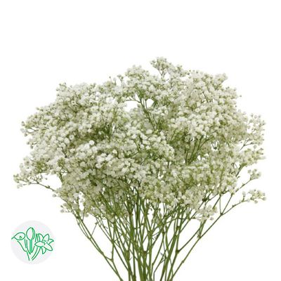 Gypsophila - Million Star 250g