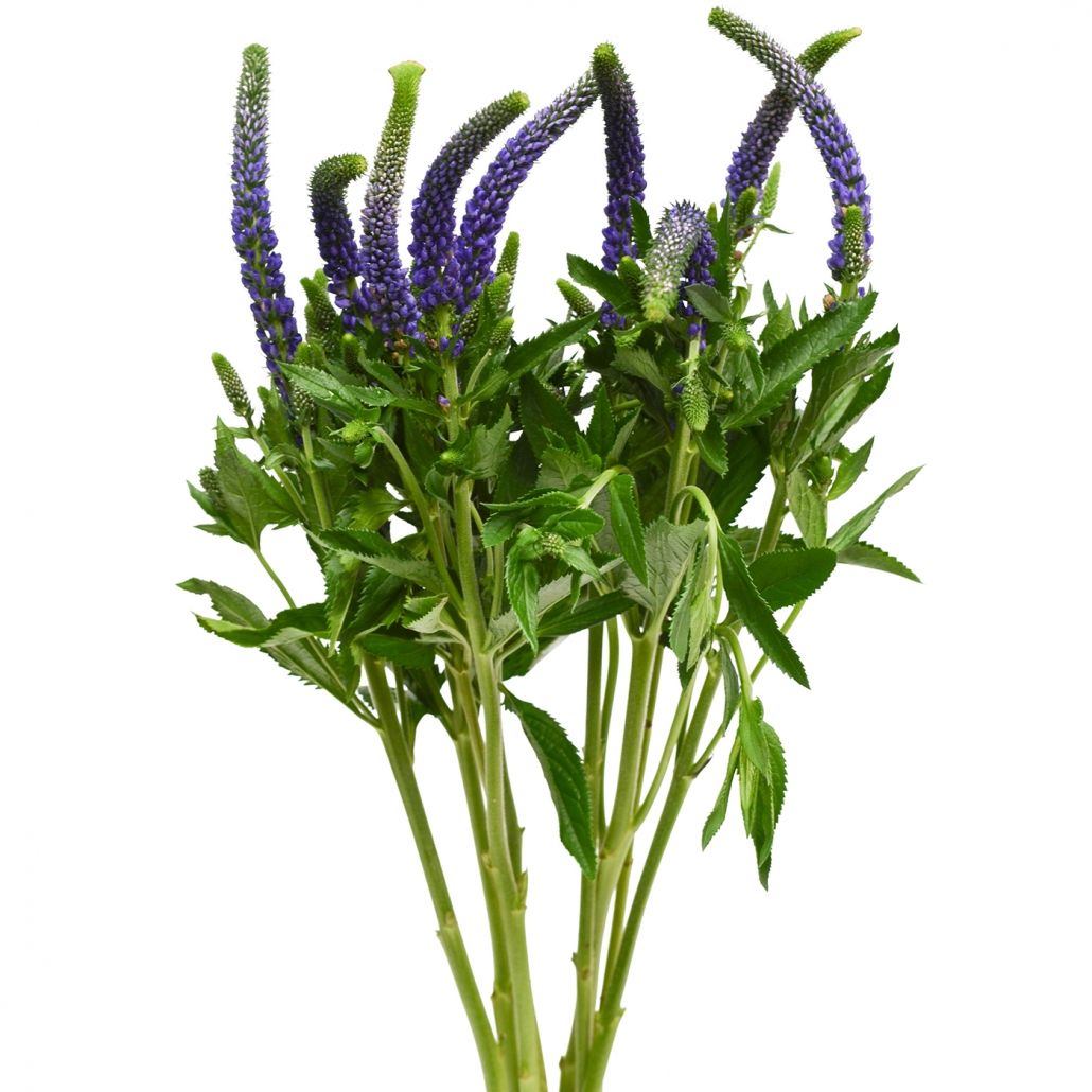 Veronica 60cm - Purple