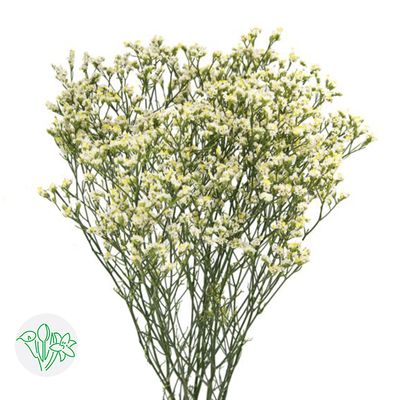 Limonium Pina Colada 60cm