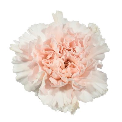 Large Carnation 60cm Light Pink