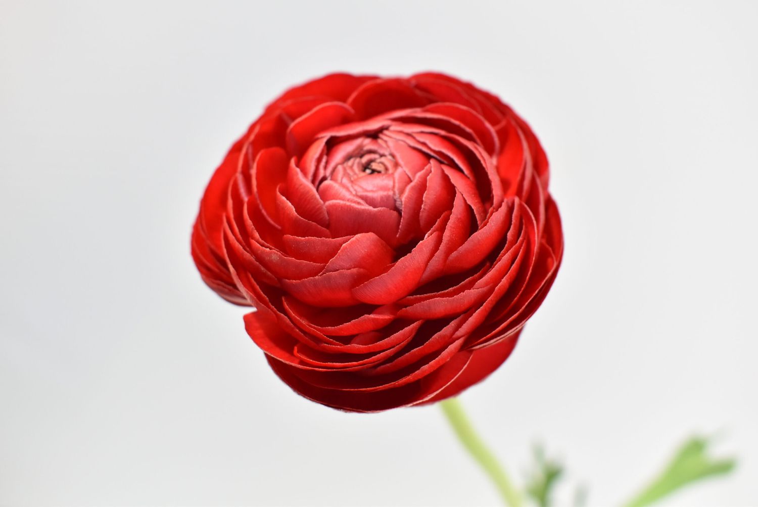 Ranunculus 35cm -Elegance Red