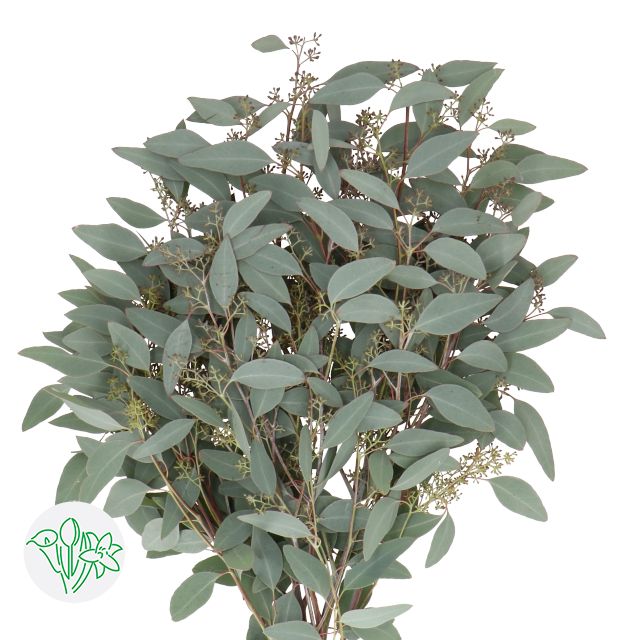 Eucalyptus Populifolia Berry 60cm 200g