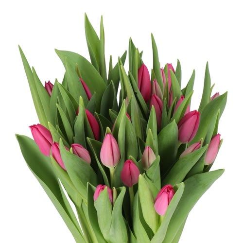 Tulips Pink Ardour 38cm