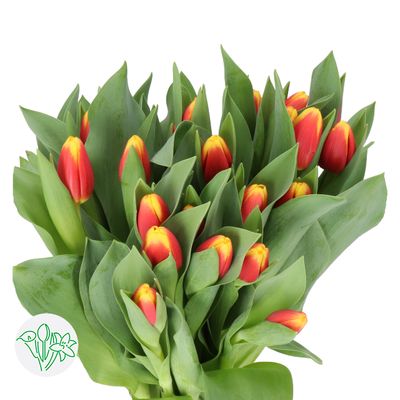 Tulips Residence- Orange/Yellow 35g