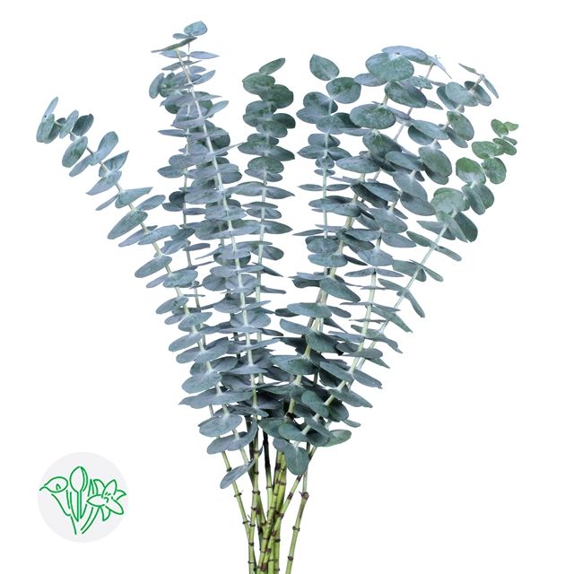 Eucalyptus Baby Blue 40cm