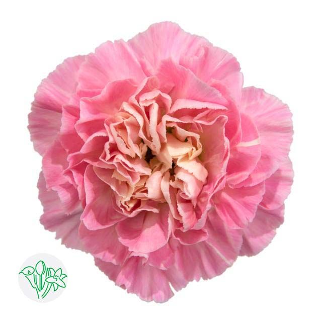 Large Carnations 60cm - Pink
