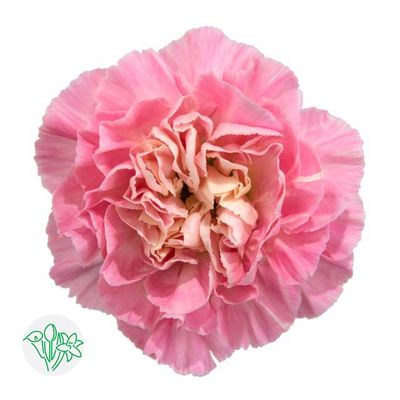 Large Carnations 60cm - Pink