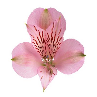Alstroemeria 70cm- Light Pink