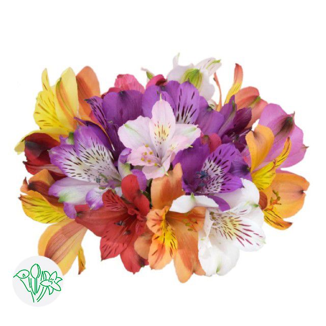 Alstroemeria 60cm- Assorted