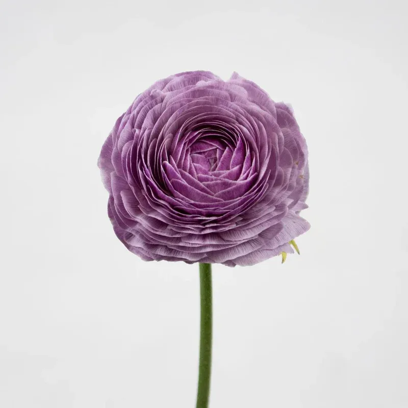 Ranunculus 40cm- Lavender