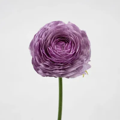 Ranunculus 40cm- Lavender