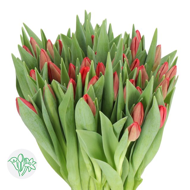 Tulips Premium 30g Red
