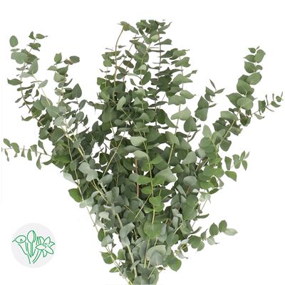 Eucalyptus Stuartiana 50cm