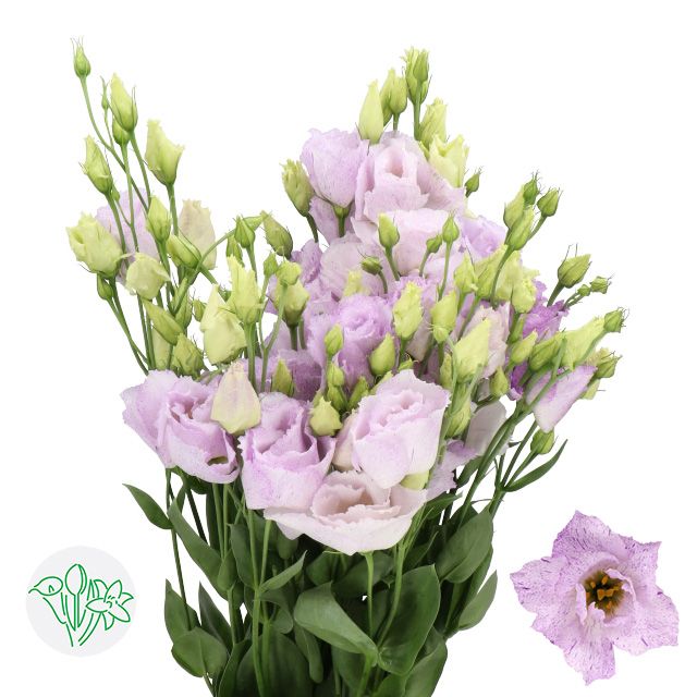 Lisianthus Double- Lavender 60cm