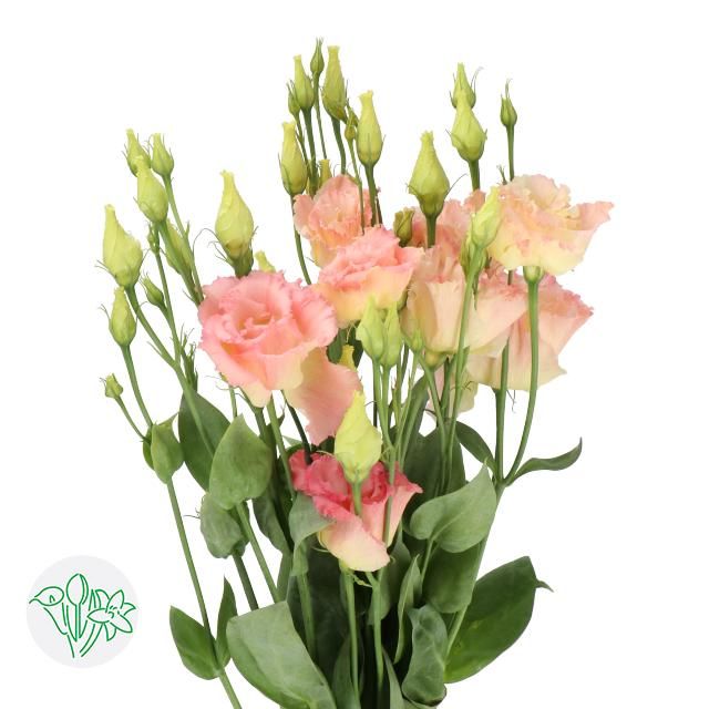 Lisianthus Double- Peach 60cm