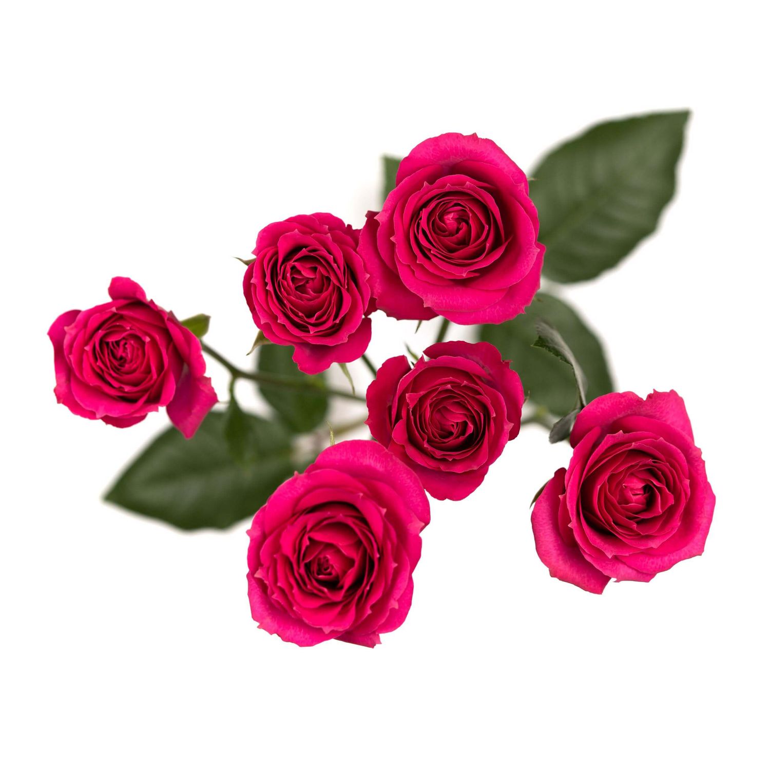 Spray Rose- Pink 50cm