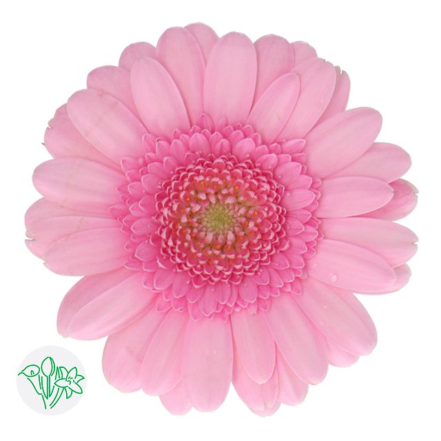Gerbera - Pink 45cm