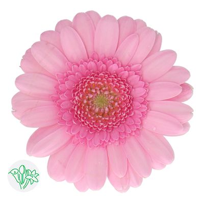 Gerbera - Pink 45cm