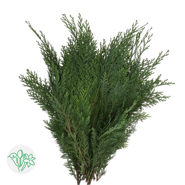 Chamaecyparis Green