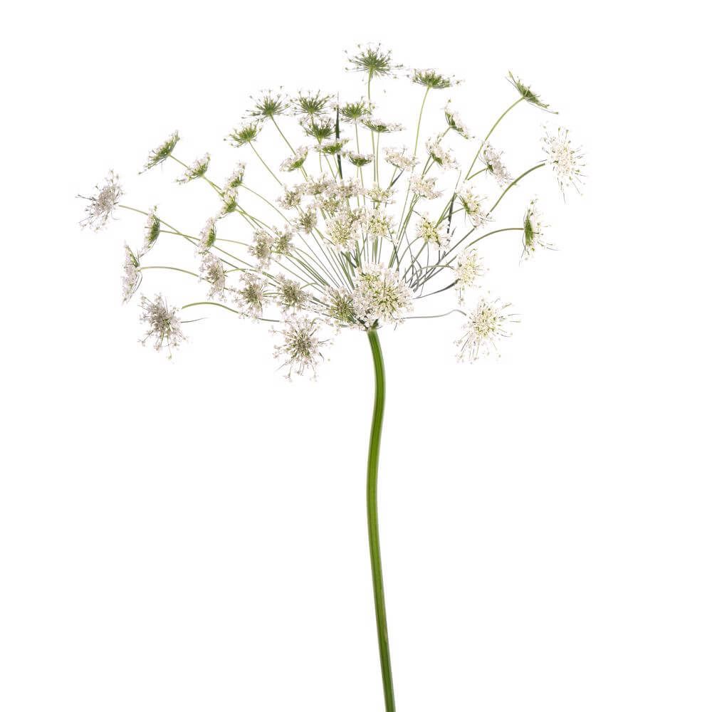 (Ammi Majus) Queen Anne's Lace- Queen of Africa (White) 60cm