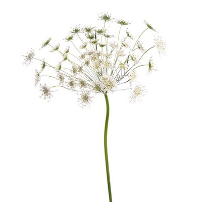 (Ammi Visnaga) Queen Anne's Lace- (White) 70cm