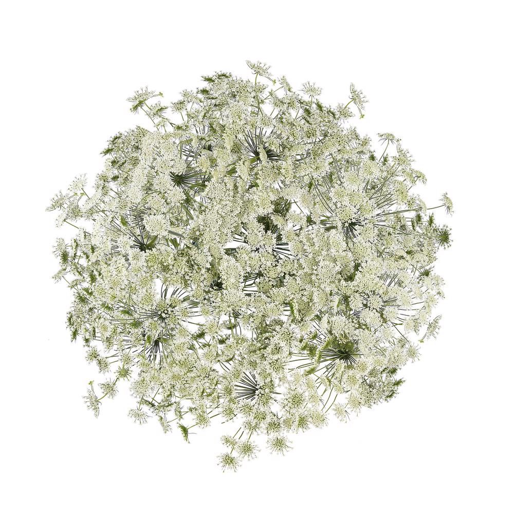 Ammi Visnaga 70cm