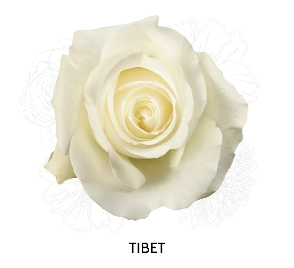 Rose - Tibet 50cm